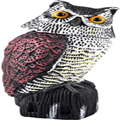 fancy owl